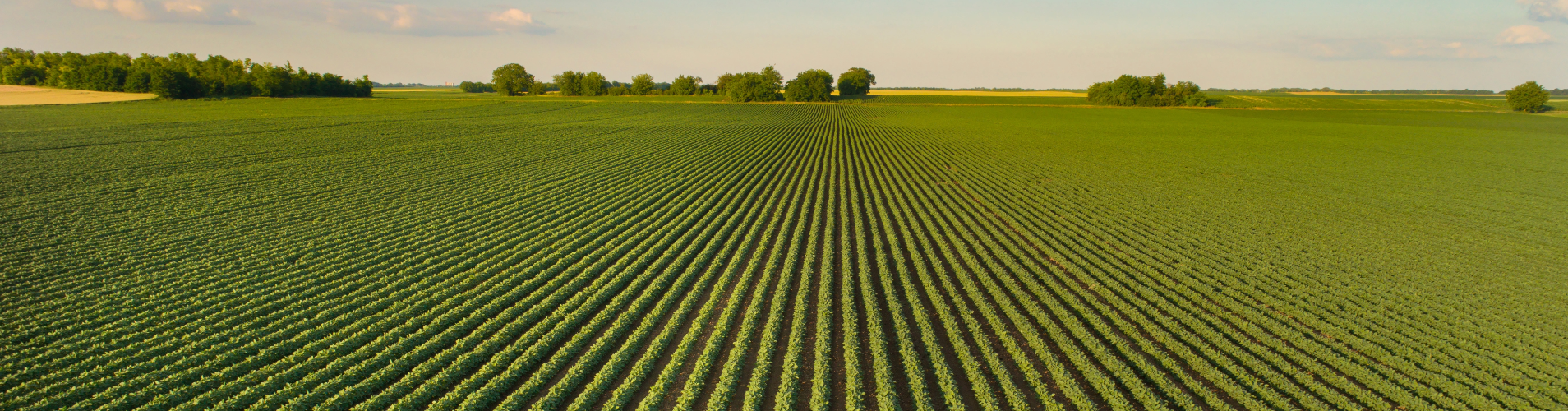 Soybean field with rows of soybeans.